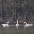 Cygnes chanteurs dans le Tarn